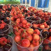 Parades, Tea Parties, and Cherries -- Oh my! 