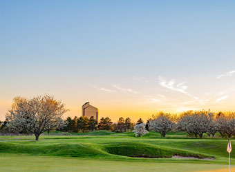 Cherry Blossoms On The Golf Course