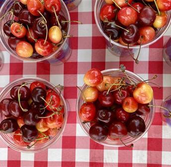 Cherry Tasting